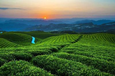 中國白茶之鄉——白茶，茶中極品與茶中茅臺