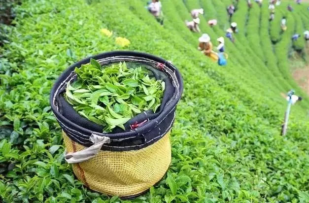 峨眉山茶轉型升級 打造全國茶產業樣板區