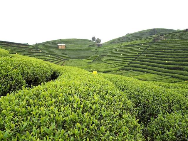 探秘三江縣三省坡茗仙人山茶園 云霧間的茶葉瑰寶