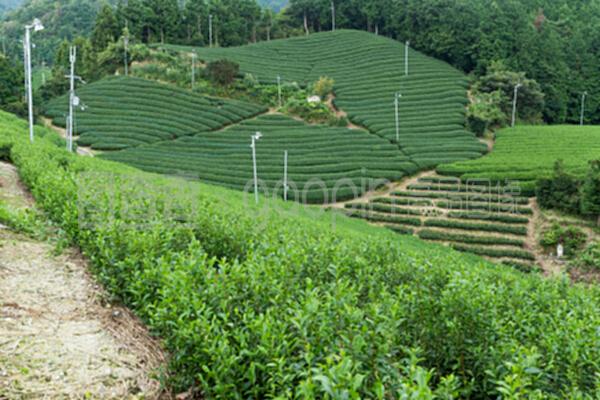 茶草地與茶葉 自然的饋贈與文明的傳承
