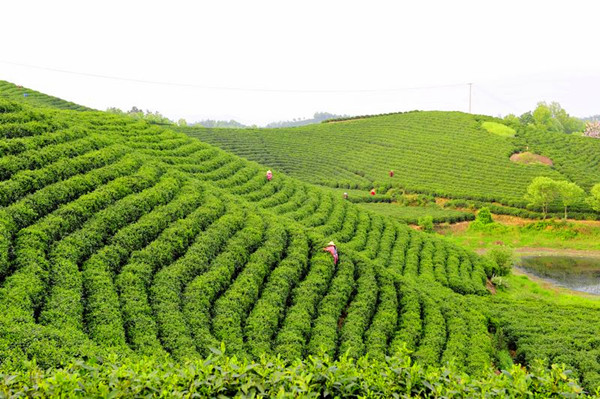 信陽 以茶興業富農真